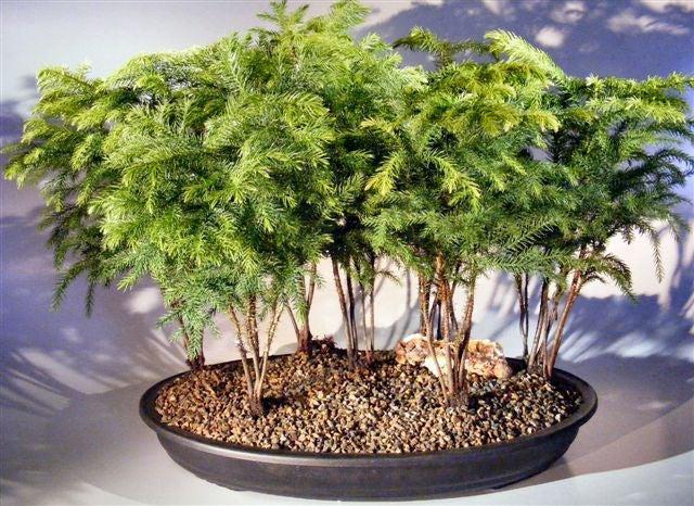 Norfolk Island Pine Bonsai Tree Seven Tree Forest Group (araucaria heterophila)