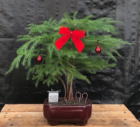 Norfolk Island Pine Bonsai Tree