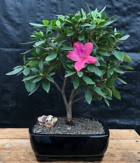 Pink Azalea Bonsai Tree