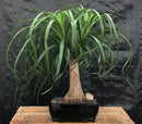 Ponytail Palm Bonsai Tree