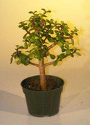 Pre Bonsai Baby Jade Bonsai Tree - Medium (Portulacaria Afra)