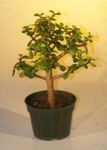Pre Bonsai Baby Jade Bonsai Tree - Medium (Portulacaria Afra)