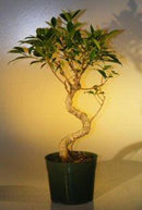 Pre Bonsai Ficus Retusa Bonsai - Large Curved Trunk Style
