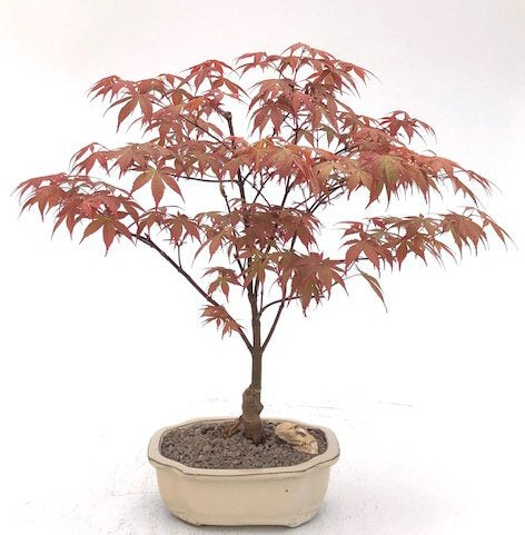 Red Maple Bonsai Tree