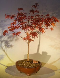 Red Maple Bonsai Tree