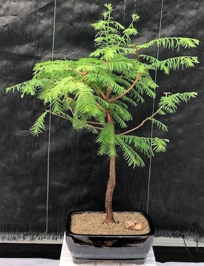 Redwood Bonsai Tree - Large (metasequoia glyptostroboides)