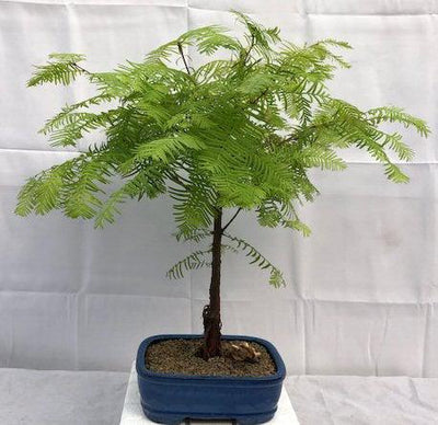 Redwood Bonsai Tree