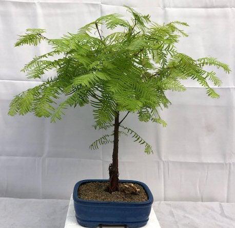 Redwood Bonsai Tree - Medium (metasequoia glyptostroboides)