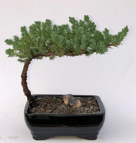 Small Juniper Bonsai Tree