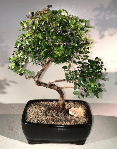 Sweet Plum Curved Trunk Bonsai Tree (Large)