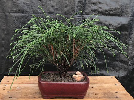 Western Red Cedar Bonsai Tree