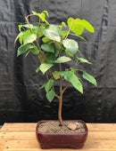Whitebarked Himalayan Birch Bonsai Tree