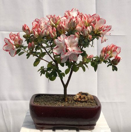 Flowering Azalea Bonsai Tree