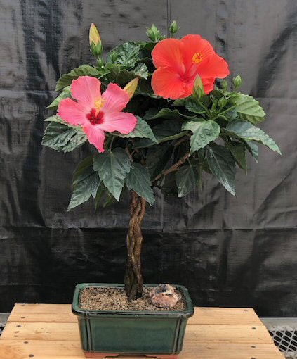 Flowering Red & Pink Tropical Hibiscus Braided Trunk