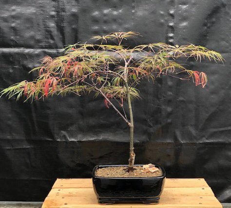 Crimson Queen Japanese Maple Bonsai Tree