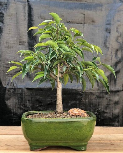 Oriental Ficus Bonsai Tree